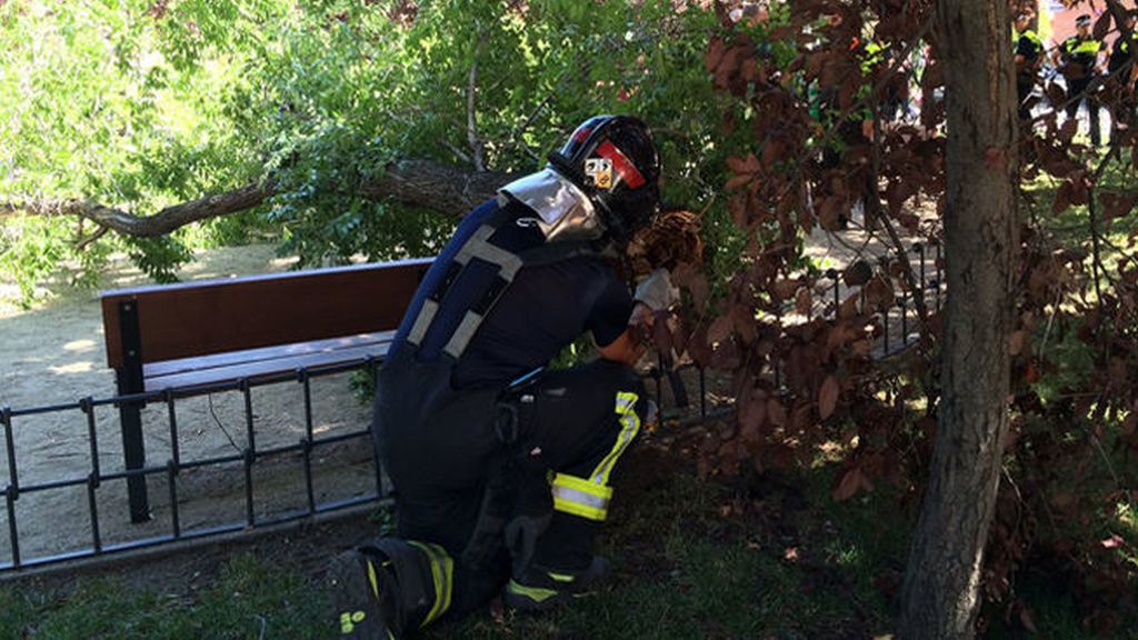 Madrid investiga ya la muerte de un hombre tras caerle la rama de un árbol