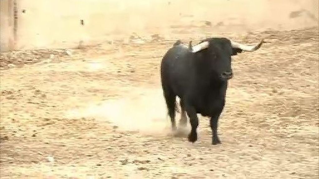 ‘Pelado’ sigue vivo, el toro que corrió en Tordesillas espera su futuro