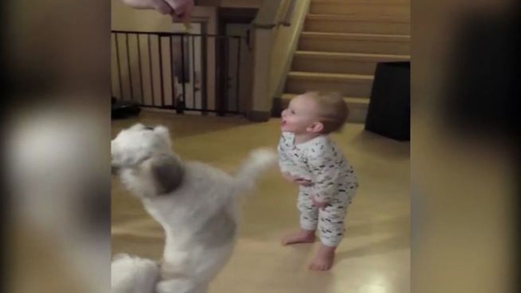¡Yo también quiero! Un bebé imita a su perro para conseguir un premio