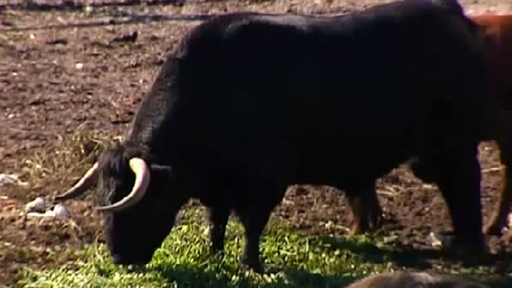 El propietario de un desguace deja un toro suelto para evitar robos