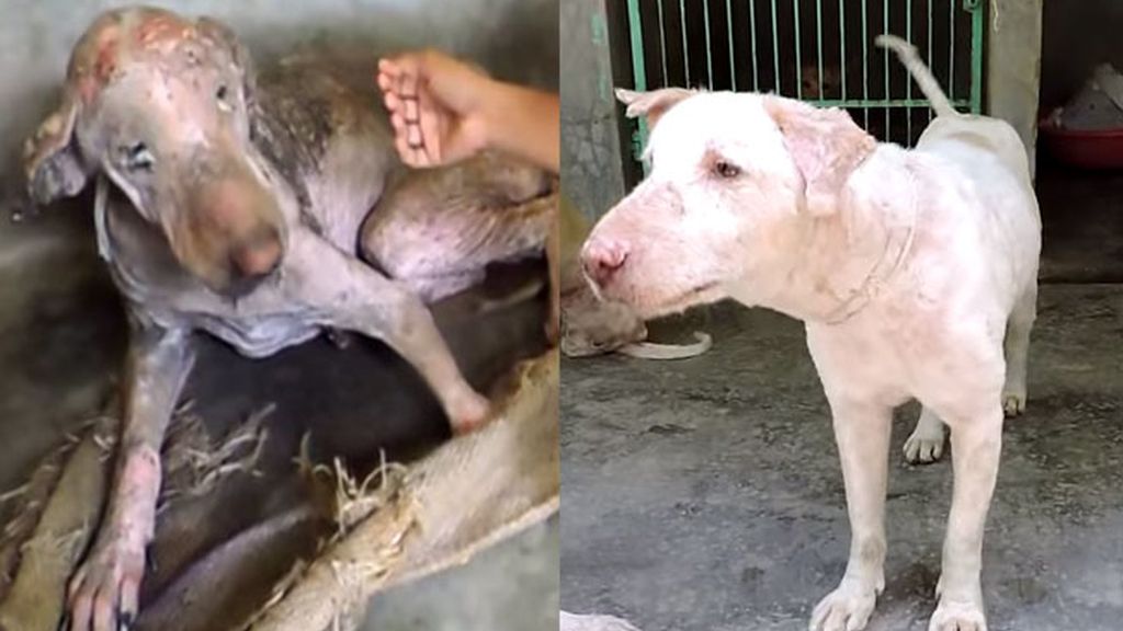 La sorprendente transformación de un perro rescatado casi moribundo en la India