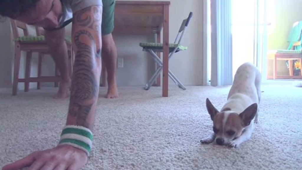Pancho, el perro que hace yoga