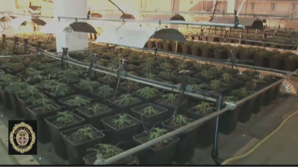Decomisan en una casa de Girona plantas de marihuana por valor de unos 100.000 euros
