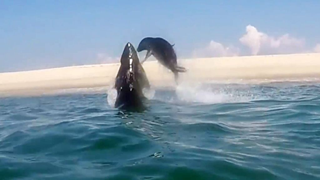 Una foca burla a la muerte tras huir por la mínima del ataque de un tiburón blanco