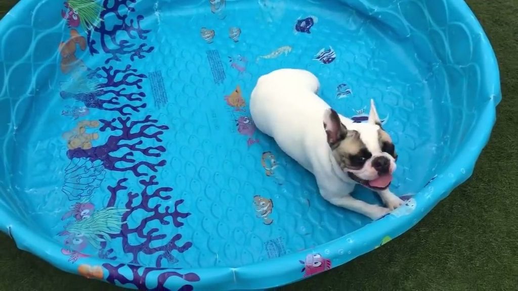Este perro no necesita agua para nadar en su piscina