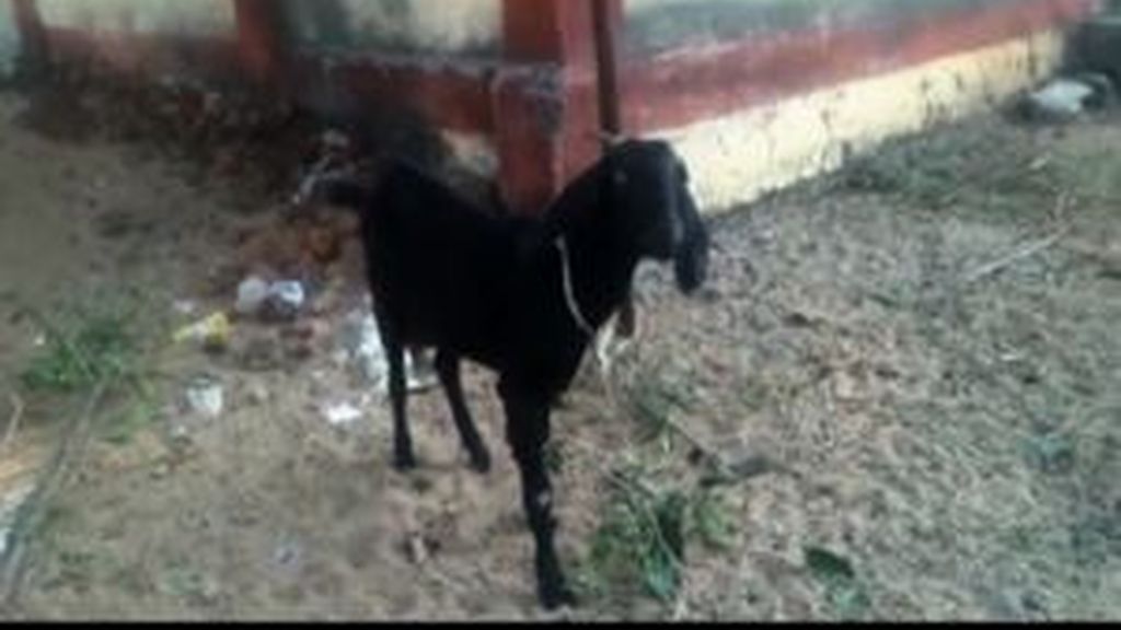 Un juez indio ordena el arresto de una cabra