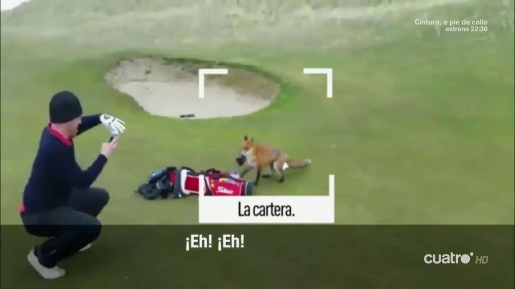 Este golfista casi se queda sin cartera por culpa de… ¡un zorro!