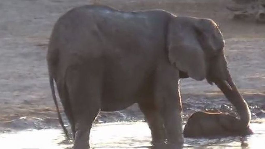 Un bebé elefante trae a su madre de cabeza