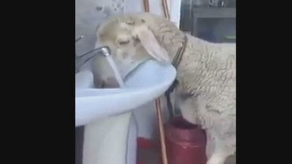 La reacción de una oveja cuando le cortan el agua del grifo