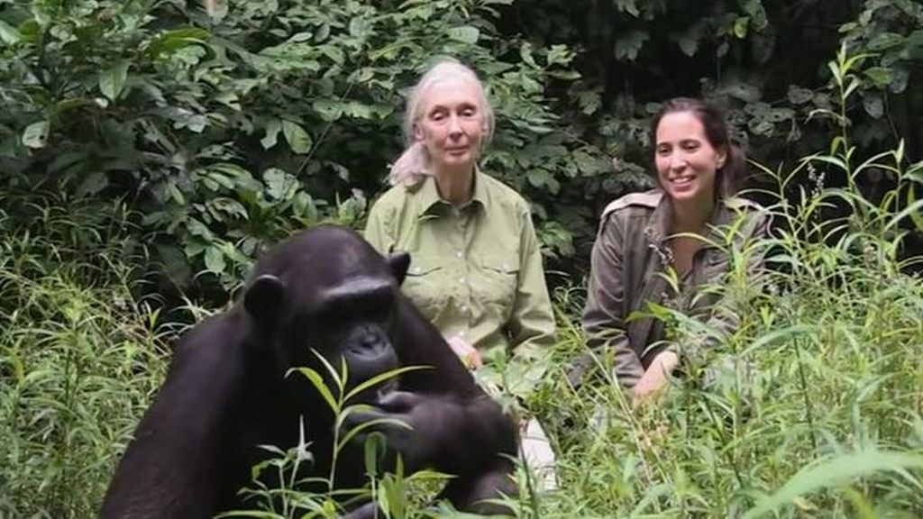 Jane Goodall, más de medio siglo entre primates