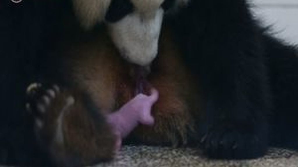 Nace el primer cachorro de oso panda por apareamiento natural este año en China