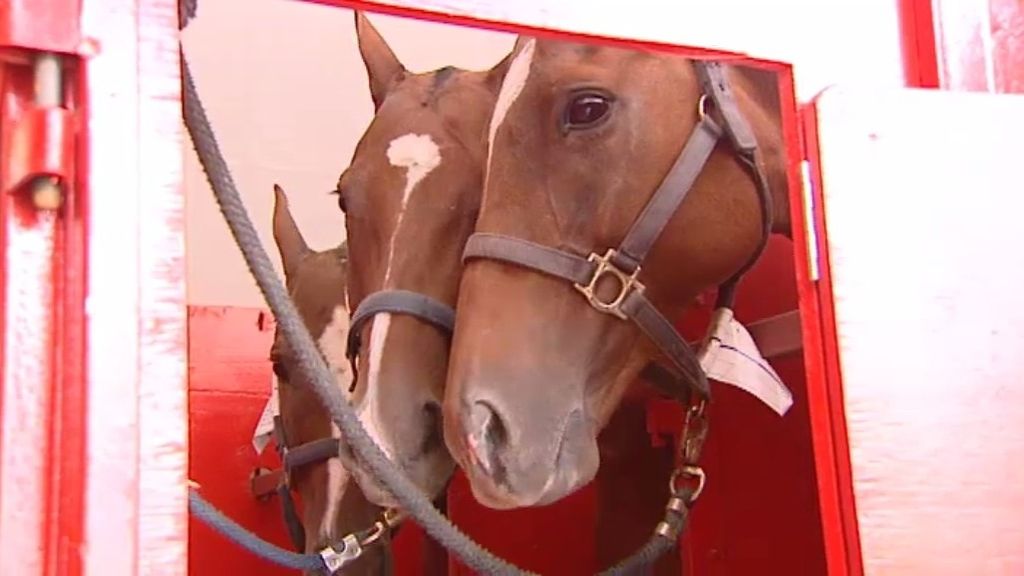 49 caballos 'aterrizan' en Madrid para la temporada de Polo de Sotogrande