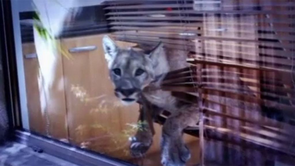 Un puma se cuela en la vivienda de una familia en Chile