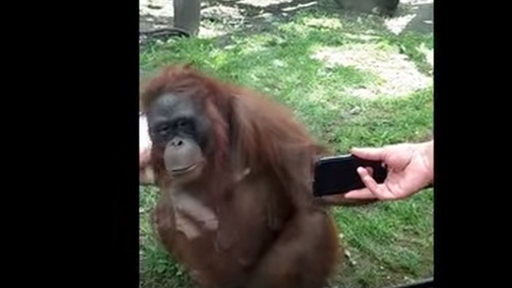 El divertido orangután que se enganchó a un vídeo de Youtube