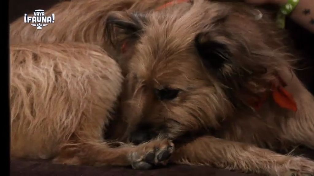 La triste historia de Theo: un perro que fue maltratado por su antiguo dueño