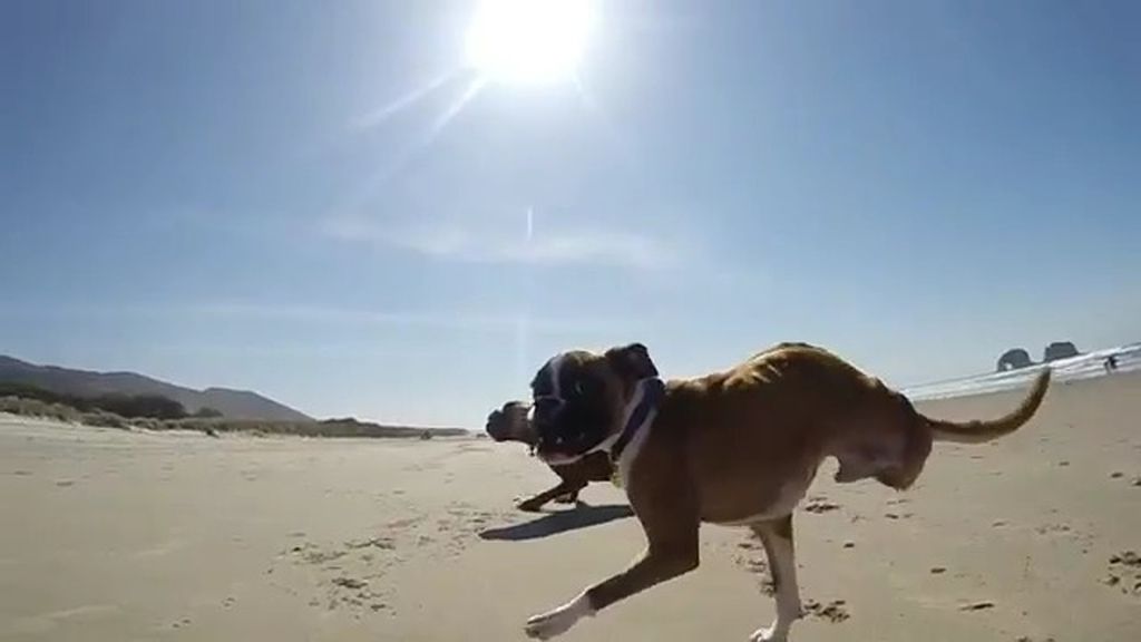 Un perro de dos patas triunfa en la Red