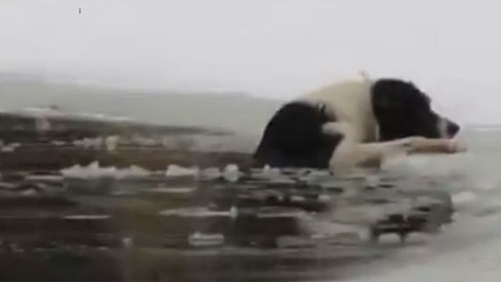Arriesga la vida por salvar a un perro en apuros