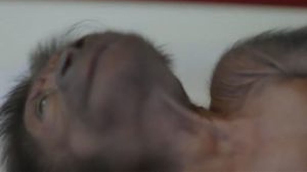 Un ginecólogo realiza una cesárea a una gorila en el zoo de Bristol