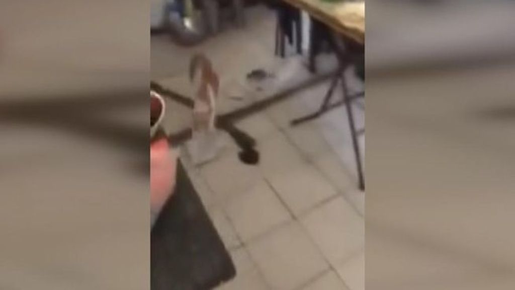 Un gato huye como puede del acoso y ataque… ¡de un ratón!