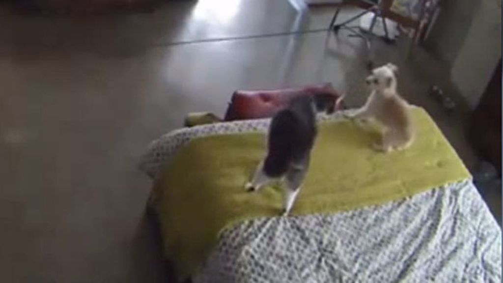 El "¿Por qué no te callas?" versión gato que arrasa en Internet