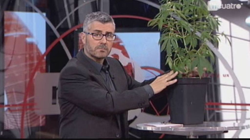¿Qué hacemos con marihuana en el plató de Noticias Cuatro? Informar