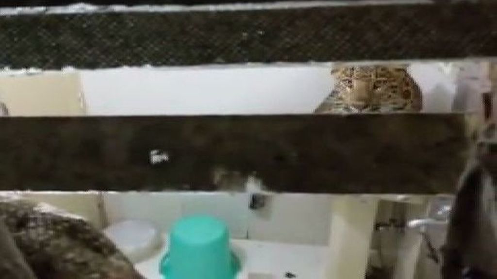Un leopardo se cuela en la habitación de una pareja en su luna de miel