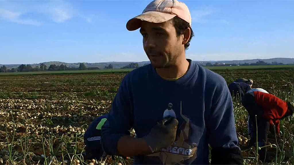 Jornalero de la cebolla en Palma de Río: "Vienen con contrato desde Rumanía"