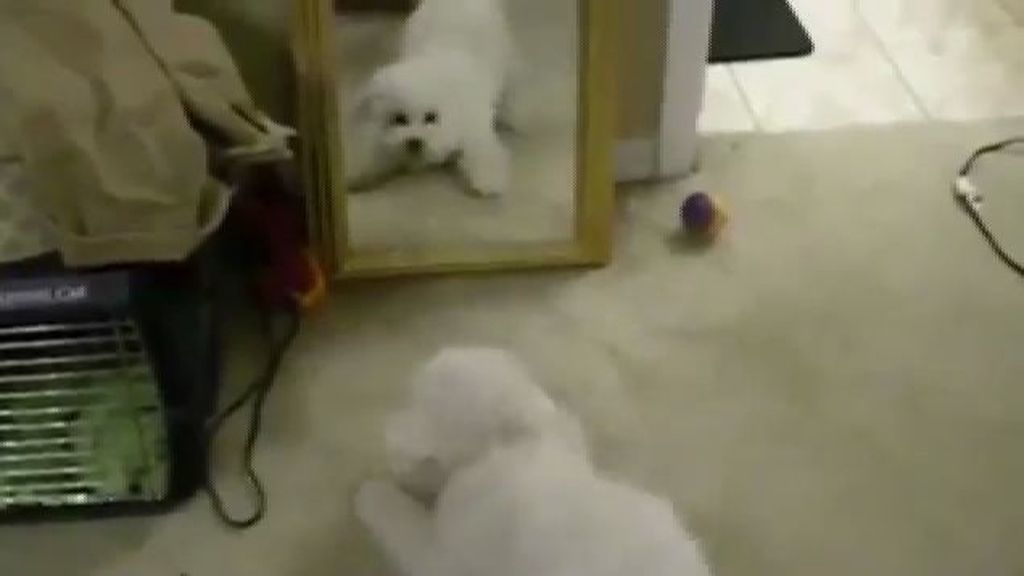 La reacción de un cachorro al verse reflejado en un espejo