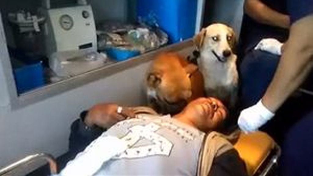 Dos perros acompañan a su dueño ebrio al hospital