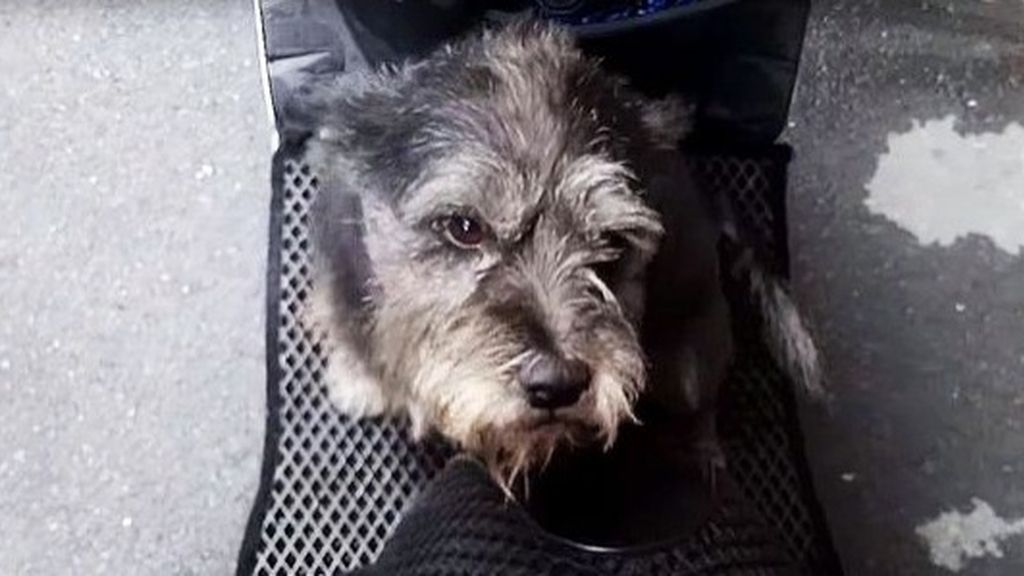 El emotivo reencuentro de un perro perdido durante 6 días con su dueño que se hace viral