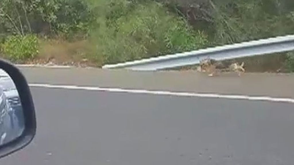 Un perro corre tras sus dueños por la autopista después de ser abandonado