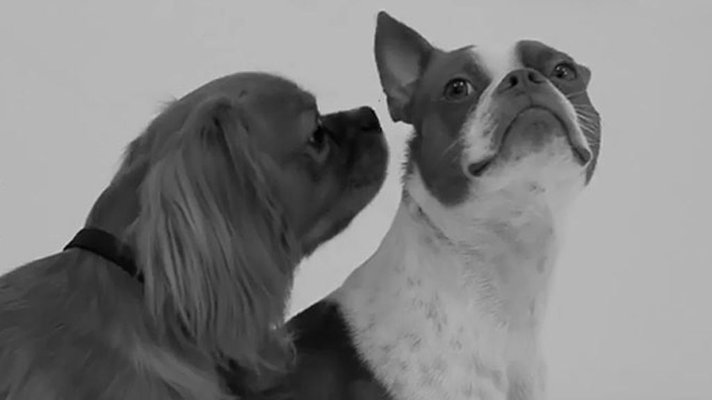 Firt Sniff, la parodia canina del Firs Kiss