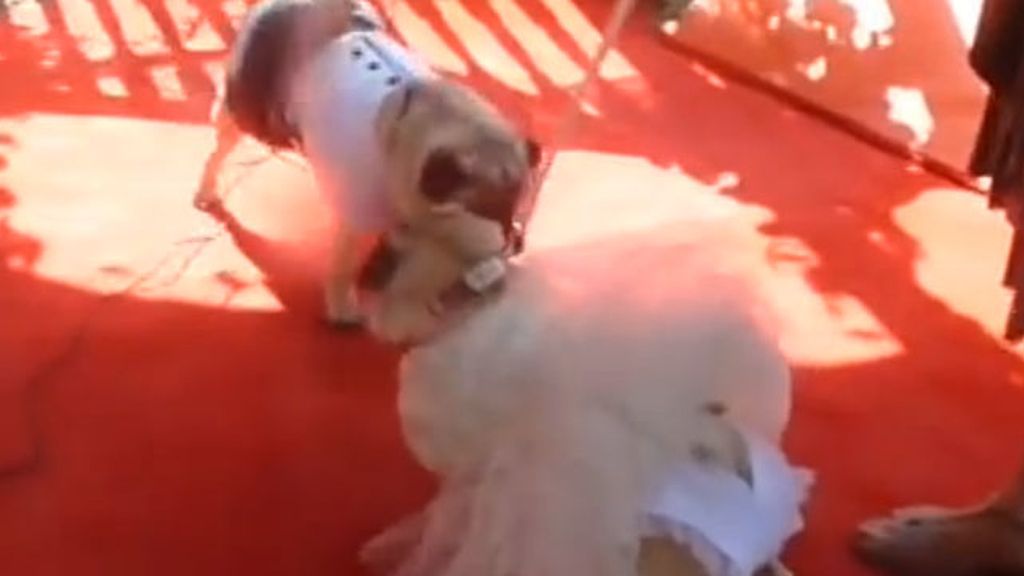 Menuda boda de... ¡perros!