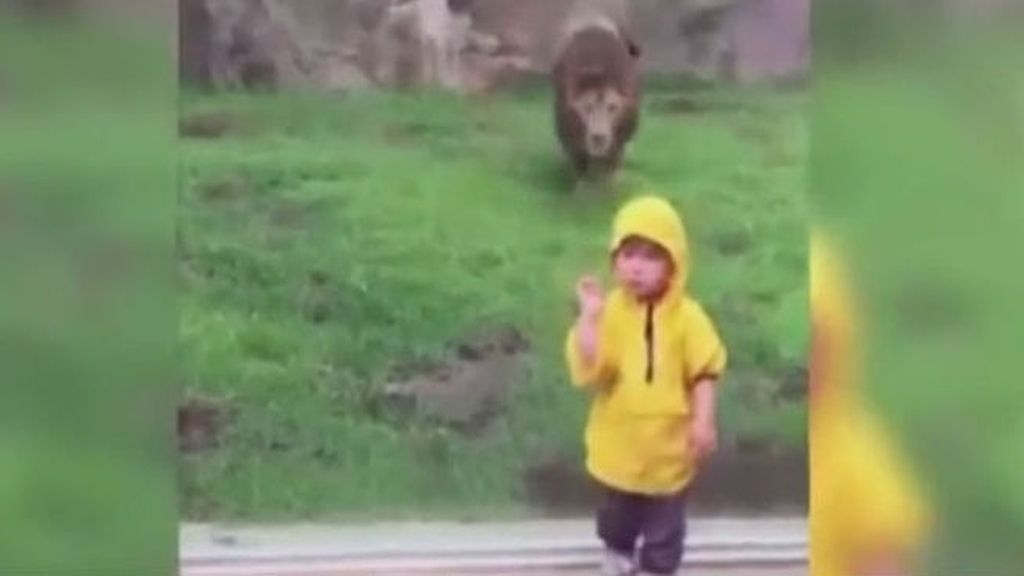 El imprevisible y calculador ataque de un león a un niño