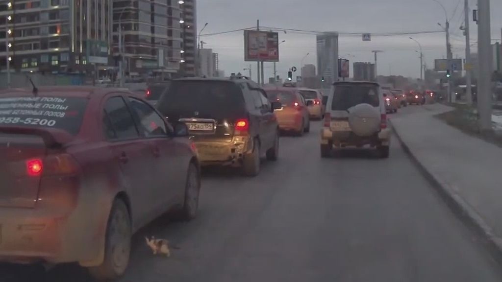 Angustioso vídeo de un pequeño gatito a punto de ser atropellado