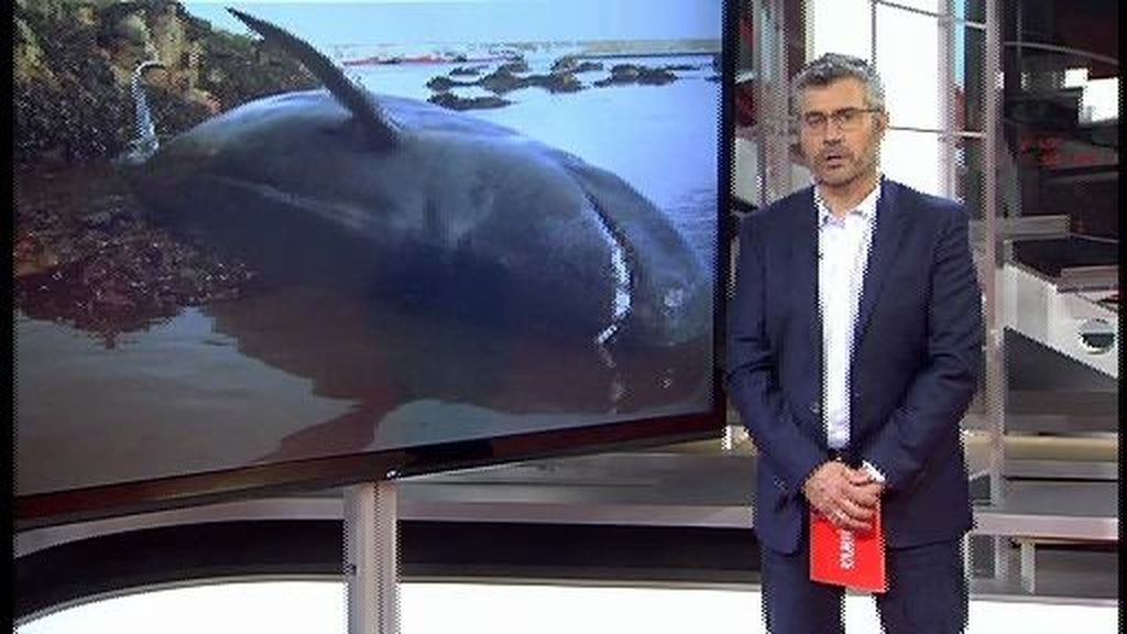 Por qué mueren ballenas en el Estrecho