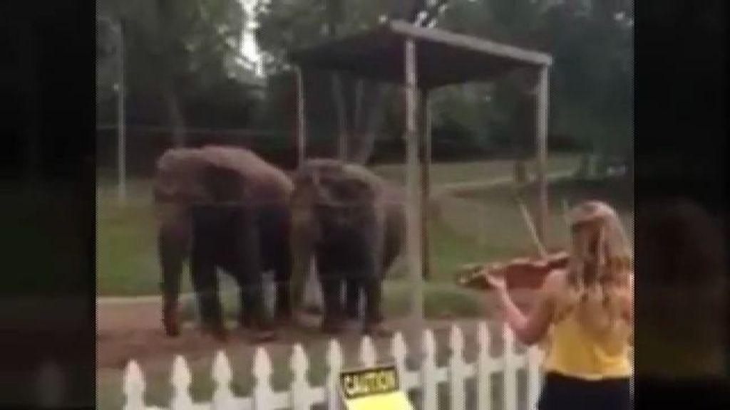 Elefantes a ritmo de la música clásica