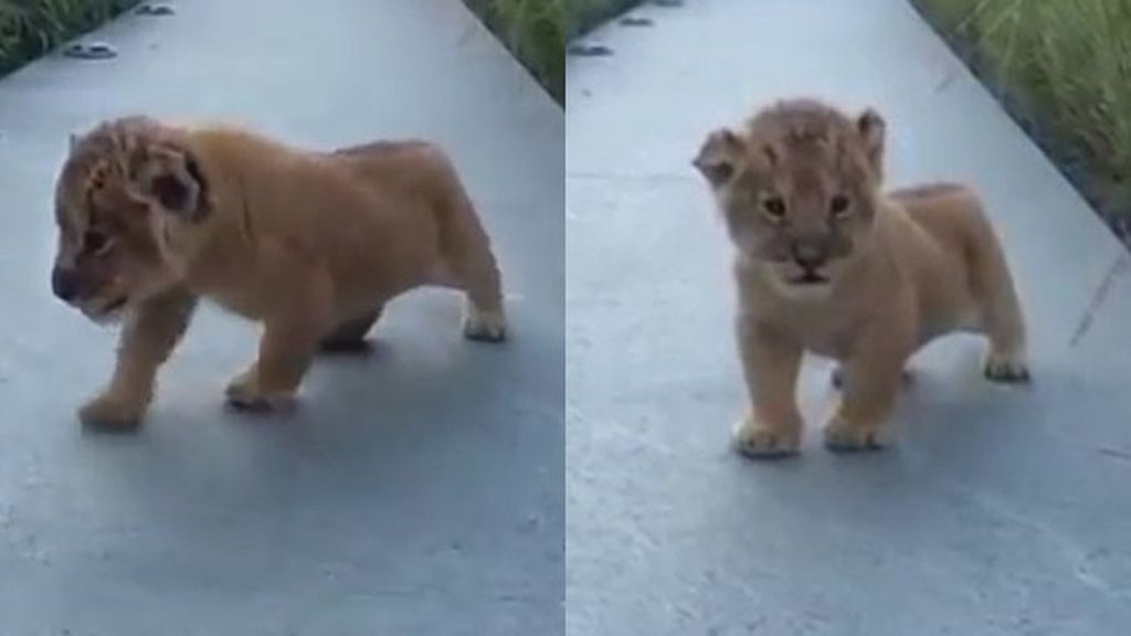 Así suena el intento de rugido de este cachorro de león