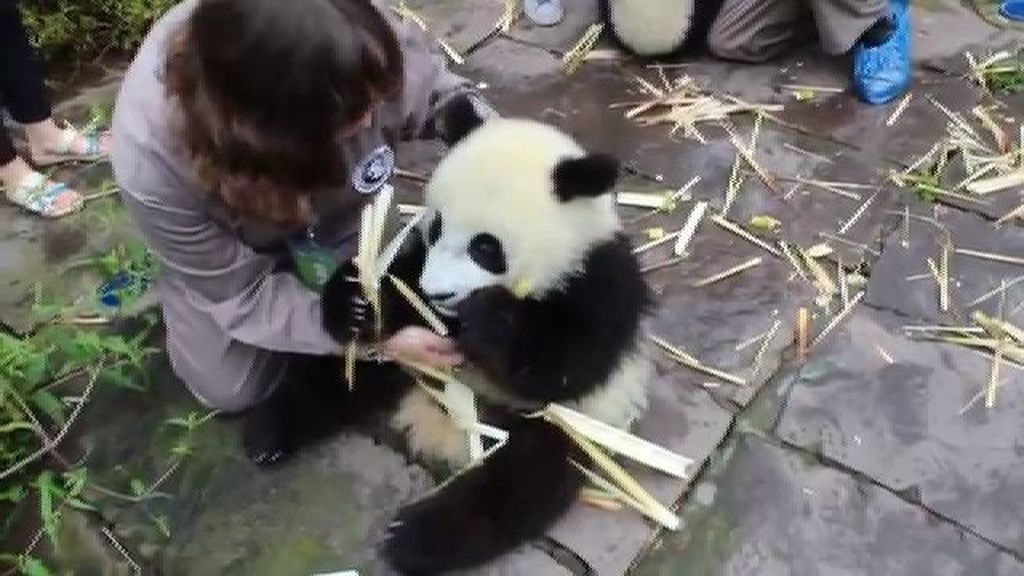 Conviértete en cuidador de osos panda