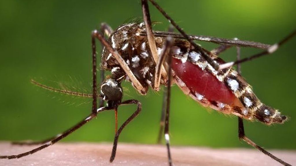 El hombre infectado por chikungunya no había viajado a ningún país extranjero