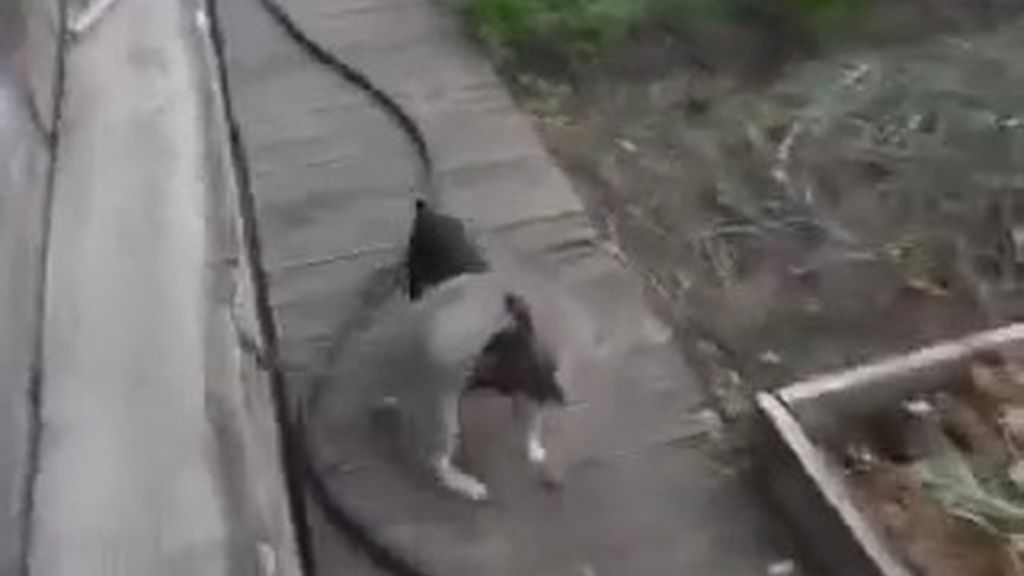 Un perro ayuda a su dueña a meter en casa a un gato muy 'perezoso'