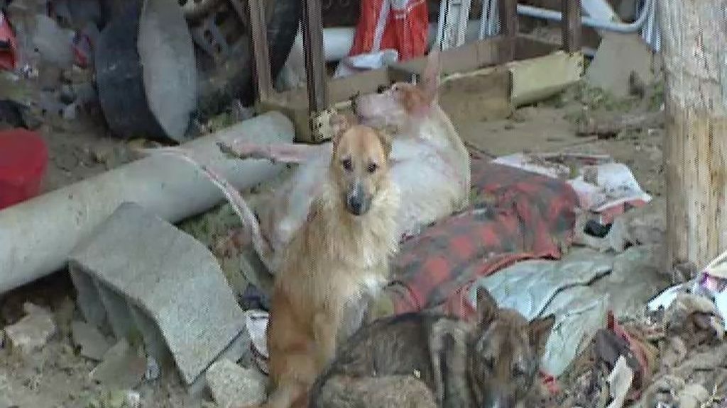 Un hombre podría entrar en prisión por primera vez por maltrato animal