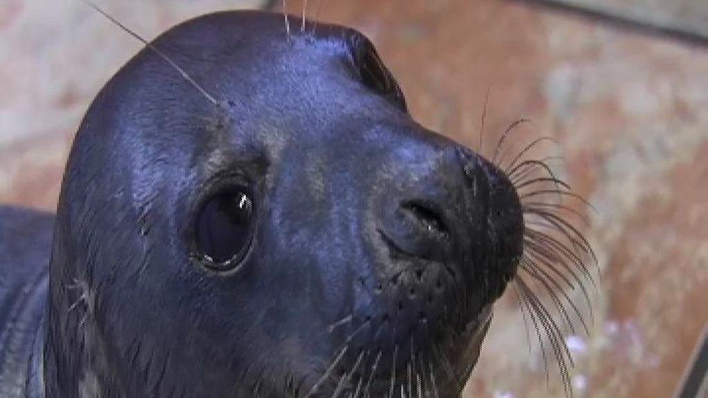 "Salsero", la foca macho rescatada en la playa gallega del mismo nombre