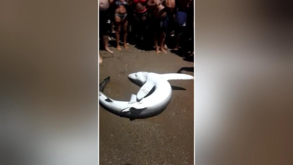 Un tiburón en plena playa