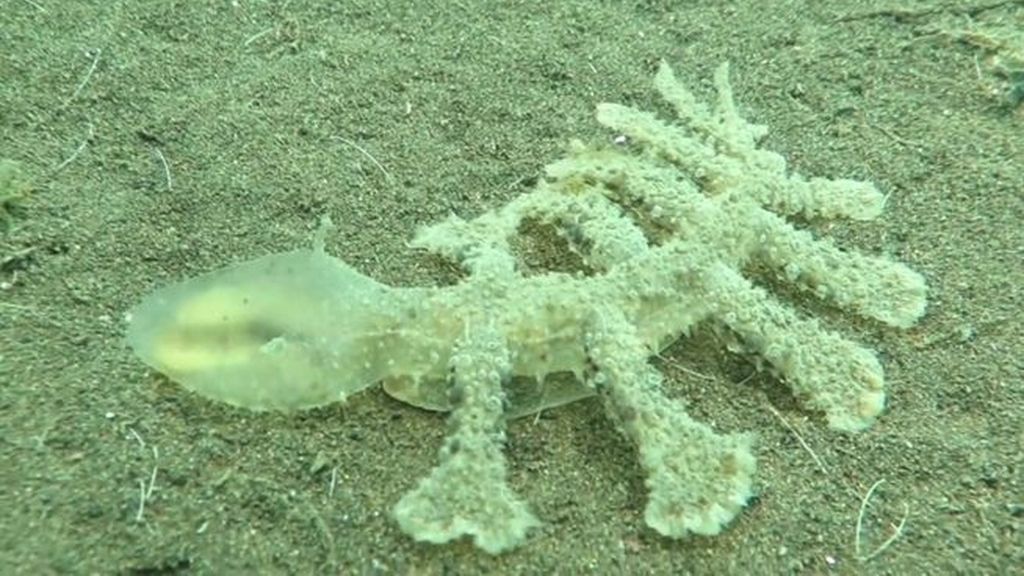 Una extraña criatura marina descubierta en Indonesia que se vuelve viral