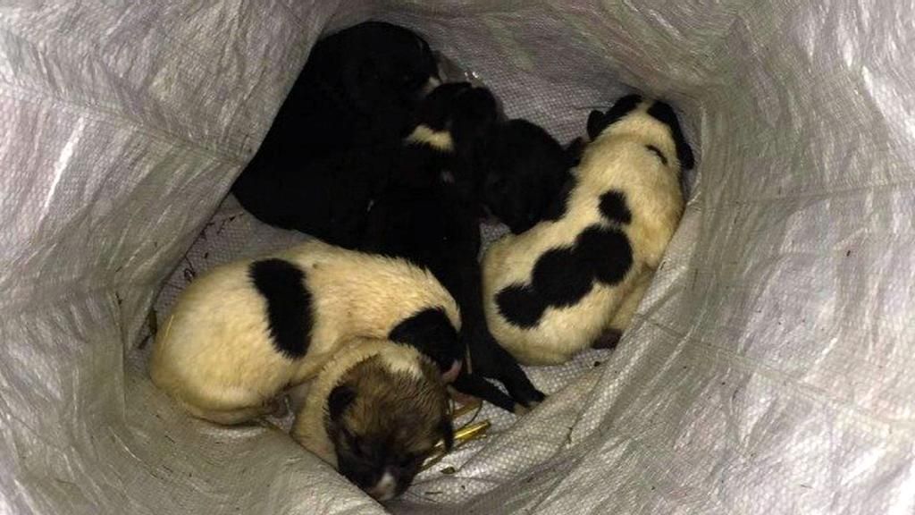 Rescatan a seis cachorros de mastín abandonados en un contenedor