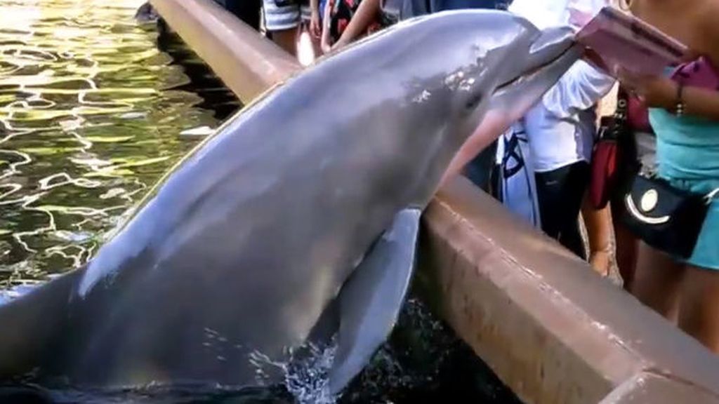 Un adorable delfín… ¡roba el iPad a una turista!