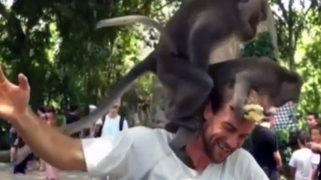 La escena subida de tono de dos monos sobre la cabeza de un turista