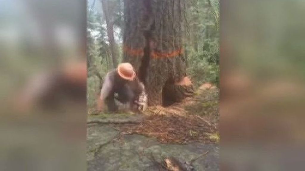 Un leñador se salva por los pelos de morir aplastado por un árbol