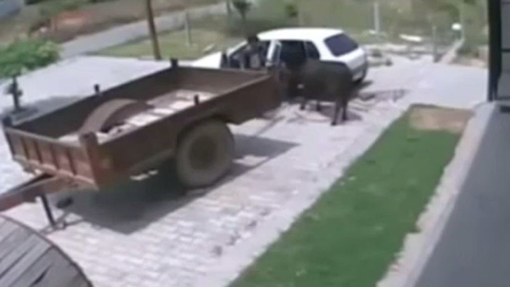 ¿Cómo meter una vaca en un coche?